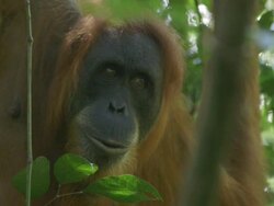 MS Orang utan in tree / Bukit Lawang, North Sumatra, Indonesia Stock Footage