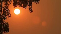 Golden Shower Flower in sunset Stock Footage