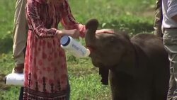 William and Kate feed orphaned animals in India Instructional Video