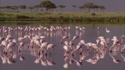 Pink flamingos forage in a marsh. Stock Footage