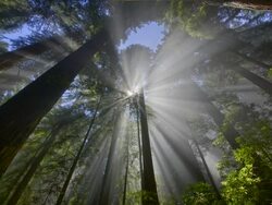 WS T/L View of rays of light in Redwood Forest / Redwood National Park, California, United States Stock Footage