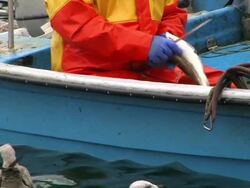 Fisherman, boat and gulls + Audio Stock Footage