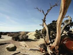 WS TU Tree thirsting for water in  desert / ARIZONA,United States Stock Footage