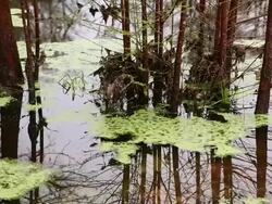 MS TU Landscape of pond in woods / Register, Georgia, United States Stock Footage