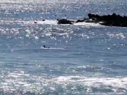 WS View of Surfer at Easter Island See / Rapa Nui National Park, Easter Island, Chile  Stock Footage