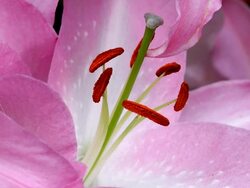 ECU Shot of stigma and stamen of pink ilies, Keukenhof Gardens / Lisse, South Holland, Netherlands Stock Footage