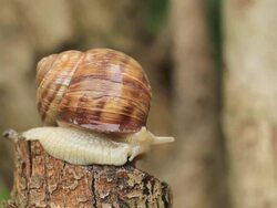 snail on a branch Stock Footage