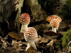 Group of Fly agaric toadstools (Amanita muscari) growing and caps opening, track across Stock Footage
