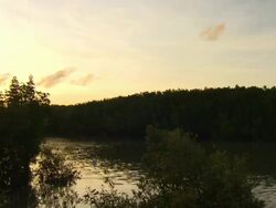 Tree lined river, pan to Crocodile Safety notice Stock Footage
