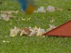 Cleaning attendant sweeping dried leaves and deciduous flowers Stock Footage