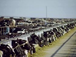 Dairy cows confined in large high density feed lot eating grain Stock Footage