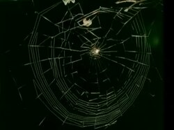 MS time lapse Garden Spider, Araneus diadematus, spins orb web Stock Footage