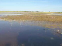 HD: Everglades National Park From The Airboat Stock Footage