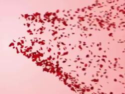 Heart turning into rose petals Stock Footage