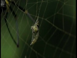 CU black and yellow spider in web, hangs insect wrapped in web onto the main web, Western Ghats, India Stock Footage