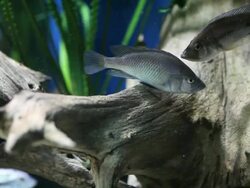 CU Shot of Fish swimming / Toronto, Ontario, Canada  Stock Footage