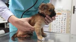 Vet listening to puppy's heartbeats Stock Footage