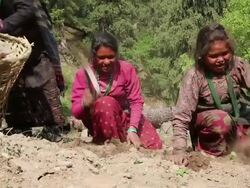 MS Himalayan women digging at mountain / Durma, Banke District, Nepal Stock Footage
