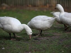 Geese on the organic farm Stock Footage