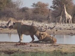 two lions Stock Footage