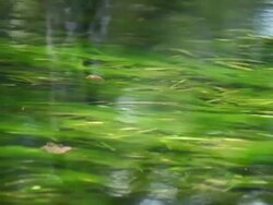 Natural Spring Flows Stock Footage