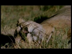 CU Pan right across body of African Lion (Panthera leo) sleeping in grass, Botswana Stock Footage