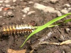 Caterpillar Stock Footage