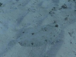 MS DS Shot of Flounder on sand / Playa del Carmen, Isla Mujeres, Mexico Stock Footage