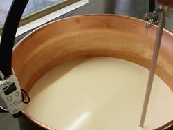 MS Shot of Cutting heated semi solid milk cheese for further processing / Lenggries, Bavaria, Germany  Stock Footage