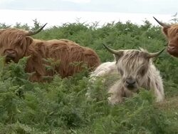 Highland Cows (Bos Taurus) Stock Footage