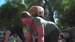 CLEAN : Yoga with goats craze takes off in US News Clip