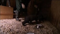 Rescued orphan bear cubs released into the wild News Clip