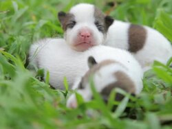 Newborn cute puppies Stock Footage