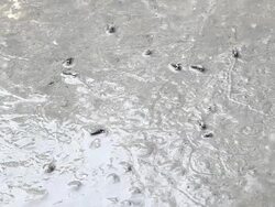 hermit crab Stock Footage