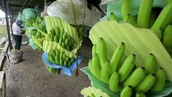 CLEAN : 2016, a tough year for Ecuador's famous bananas News Clip