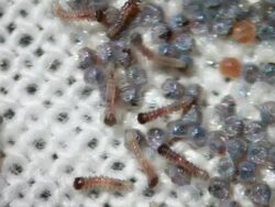 Moth eggs eclosion, Time lapse HD Stock Footage