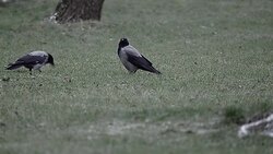 Crows Stock Footage