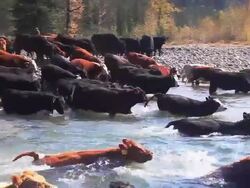 Cowboys herding cattle across river Stock Footage