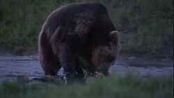 A bear attacks and drags a dummy through a river. Stock Footage