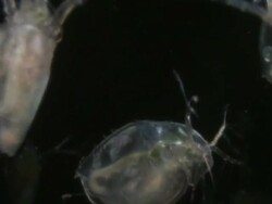 Endoscope view of Daphnia. Sony PMW-EX3 Full HD video camera with endoscope, horizontal field of view is 3mm and slow motion at 60 fps. Stock Footage