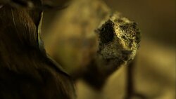 A dwarf chameleon moves its eyes. Stock Footage