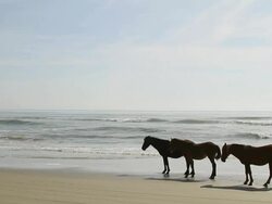 WS Shot of three horses standing on beach waves rolling over beach / Rodanthe, North Carolina, United States Stock Footage