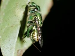 Green Euglossine Bee Stock Footage