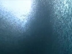 MS PAN Whale shark swimming through schooling fish / Visayan Islands, The Visayans, Philippines   Stock Footage