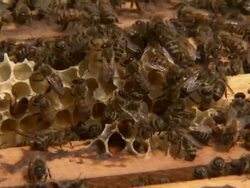 Close up, tilt-up shot of bees working in their hive. Stock Footage