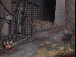 Chinese leopard cubs make their public debut Instructional Video
