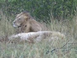  MS Lions playing and cuddling each other / Tanzania Stock Footage