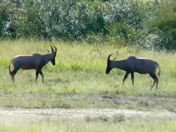 WS, Two Topis (Damaliscus lunatus) fighting in field, Masai Mara Game Reserve, Rift Valley, Kenya Stock Footage