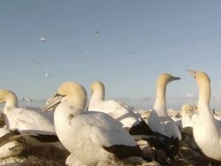 MS Shot of Cape gannet nesting and preening / Namaqualand, Northern Cape, South Africa Stock Footage