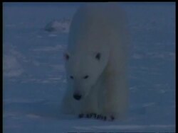 MCU Polar bear walking through snowy landscape at twilight, Arctic circle Stock Footage